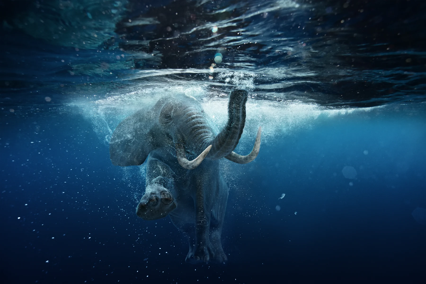 Ein Elefant schwimmt unter der Wasseroberfläche